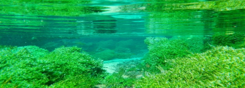 生命誕生の海、藻類の役割は光合成と他者のエサとなる事か