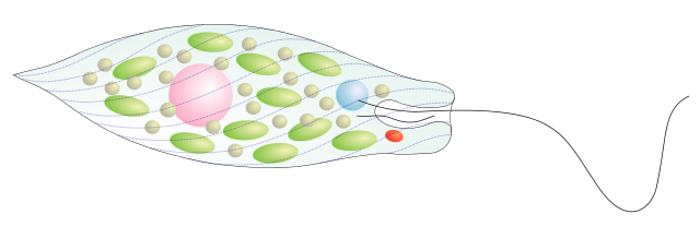 ミドリムシ（ユーグレナ）の細胞構造図